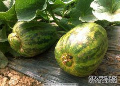 尴尬！2个月无人值守，甜
